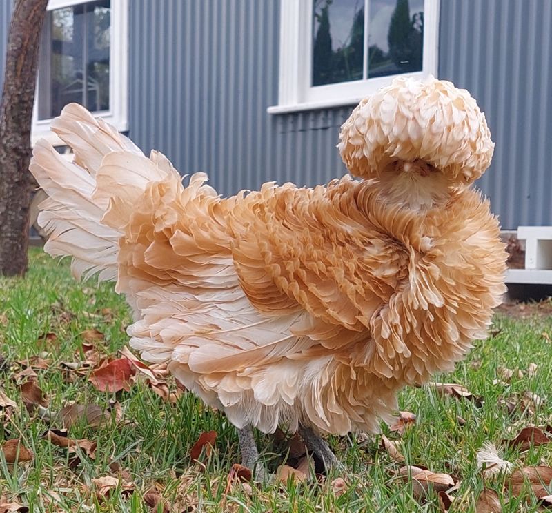 Frizzle