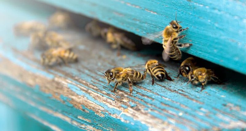 Honeybee