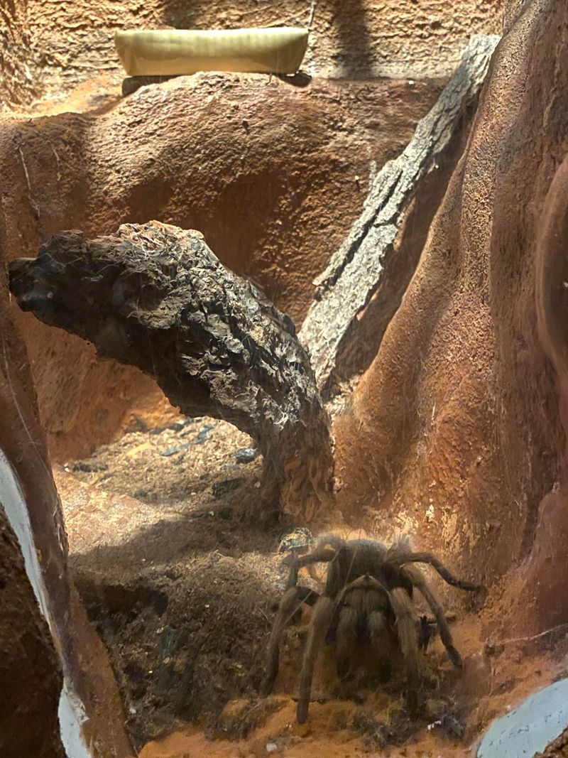 Tarantula