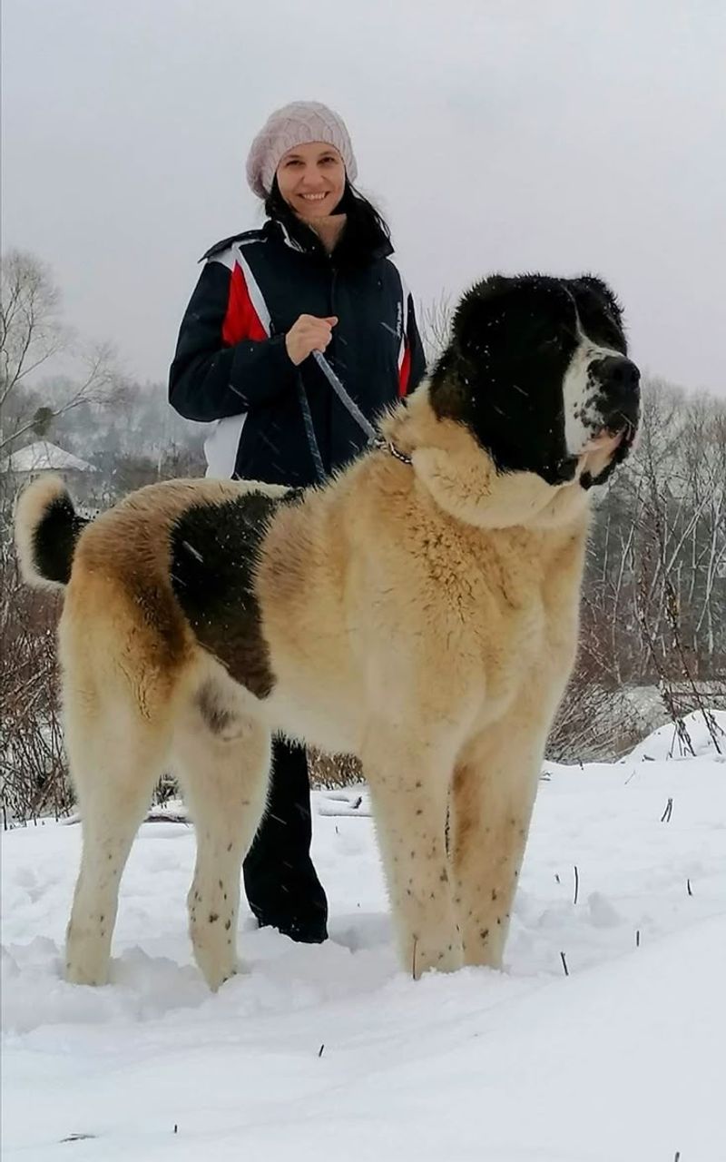 Central Asian Shepherd Dog