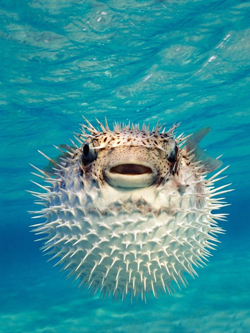 Pufferfish