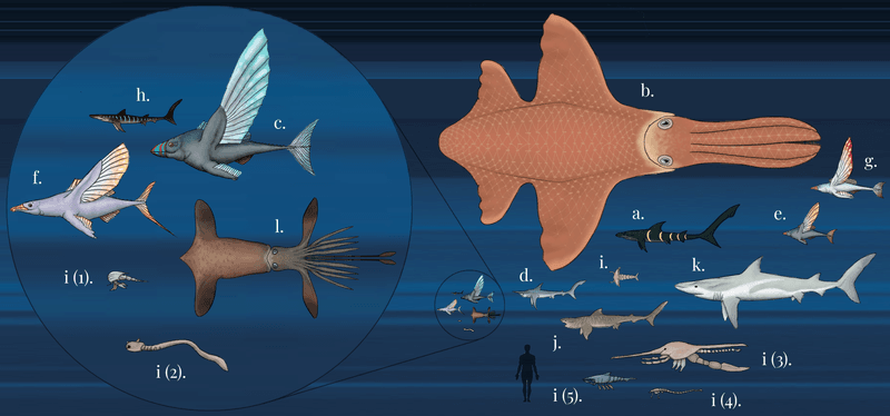 Extinct Sharks Helped Shape Modern Marine Food Chains