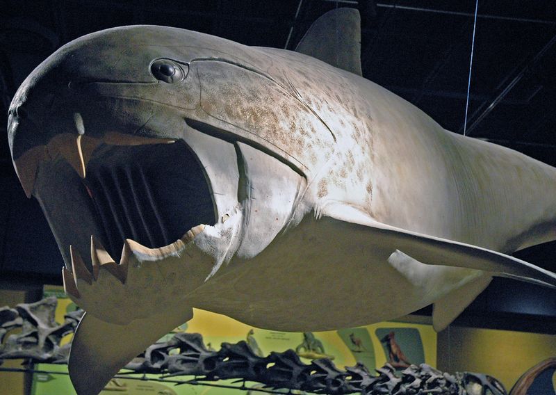 The Earliest Sharks Date Back Over 400 Million Years