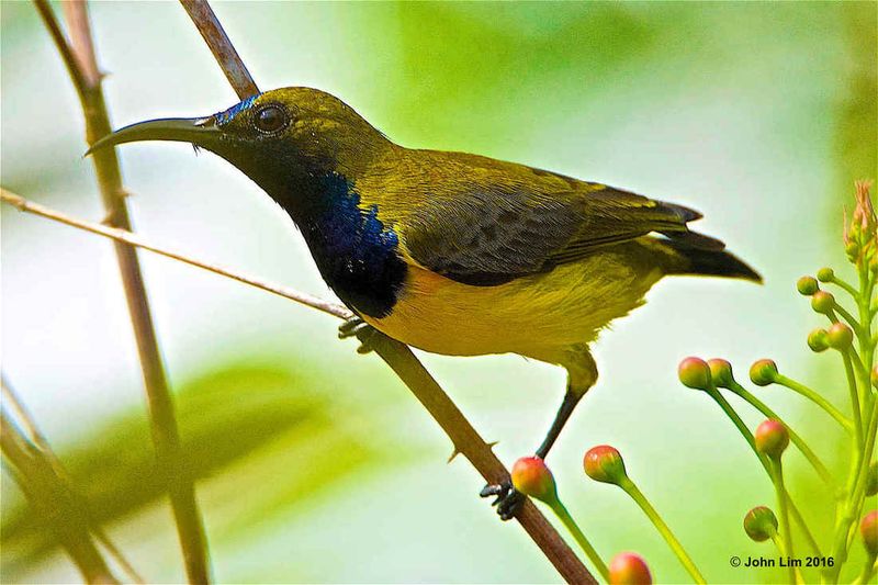 Hummingbirds and Sunbirds