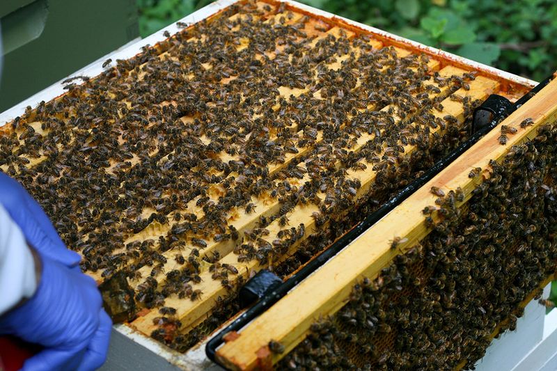 Honeybees (domestic hives)