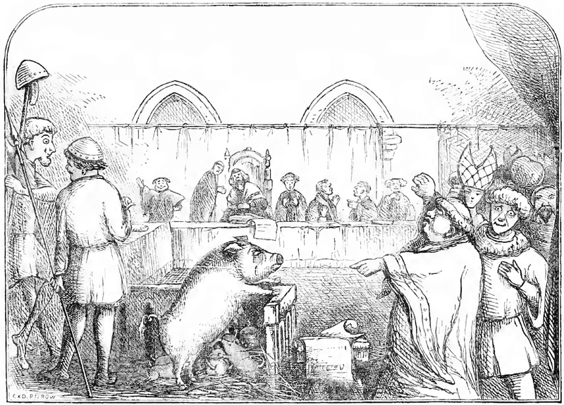Pig