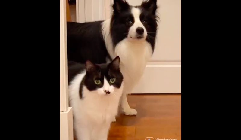 Yin & Yang