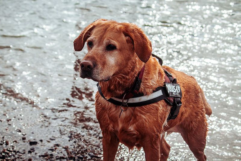 Labrador Retriever