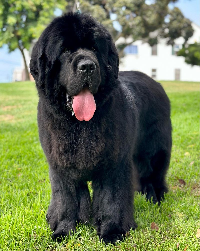 Newfoundland