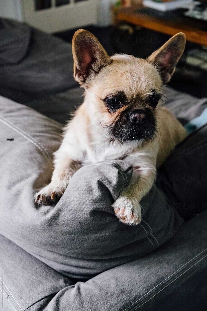Bulldog Tzu