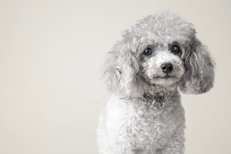 Poodle
