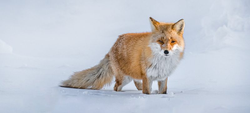 Hokkaido Red Fox