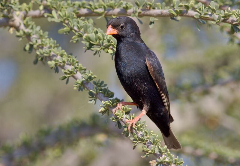 Vidua Finches