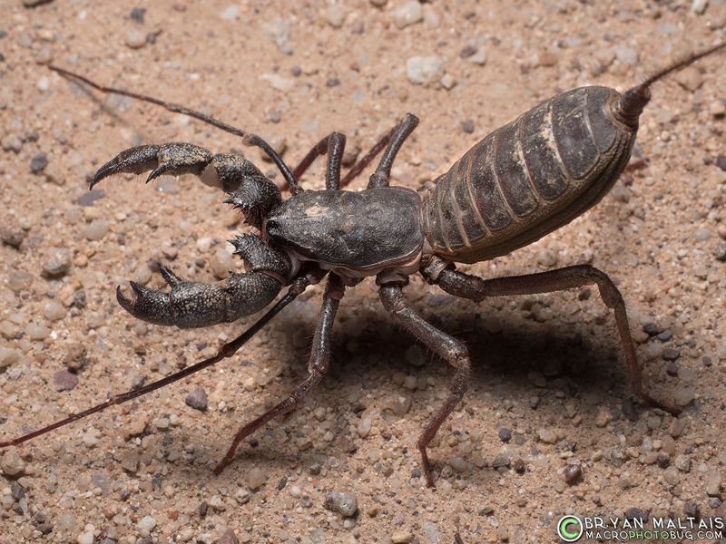 Whip Scorpion (Vinegaroon)