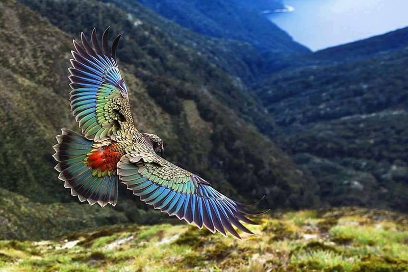 Kea