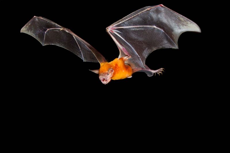Greater Bulldog Bat