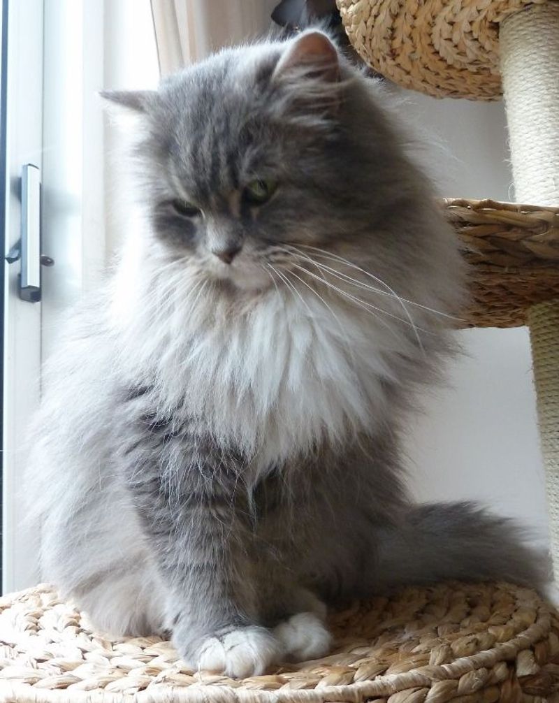 Ragamuffin