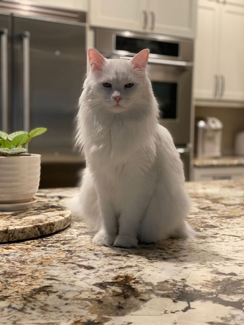 Turkish Angora