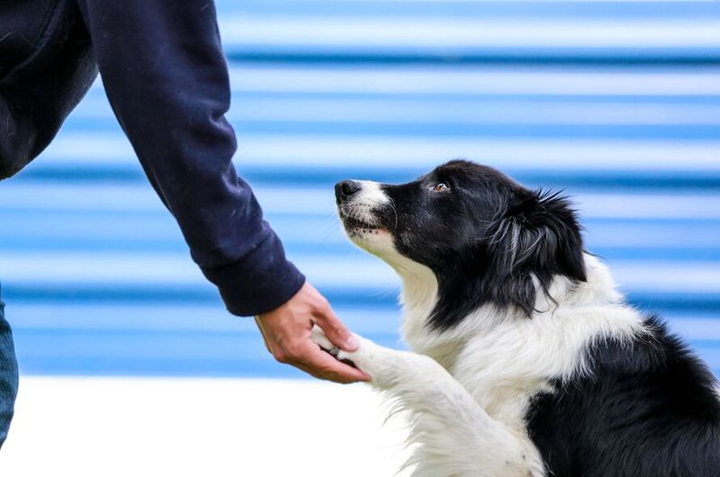 Border Collie