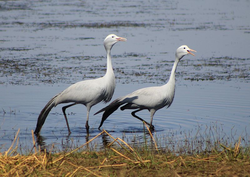 Blue Crane