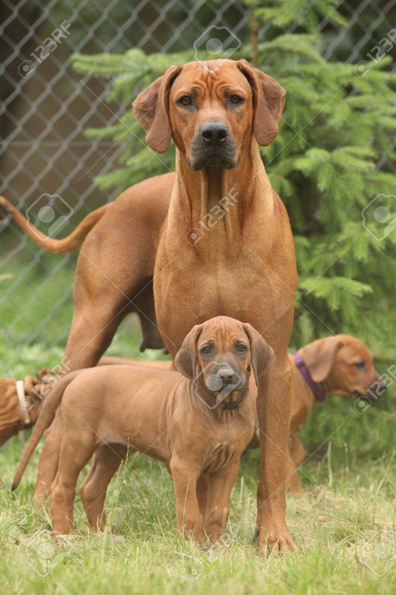 Rhodesian Ridgeback