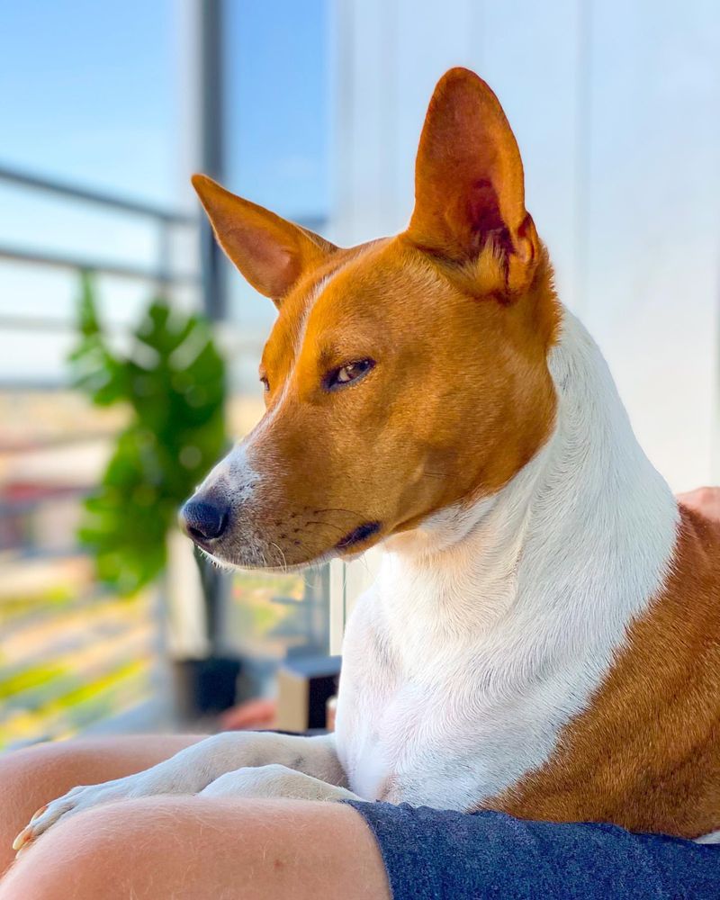 Basenji