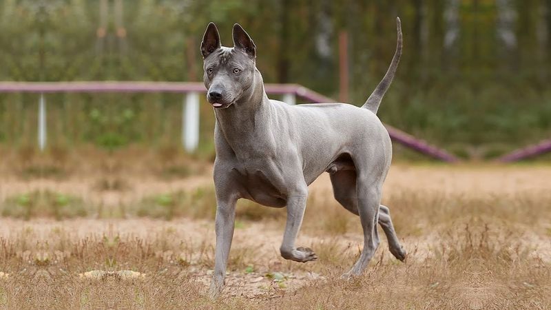 Thai Ridgeback