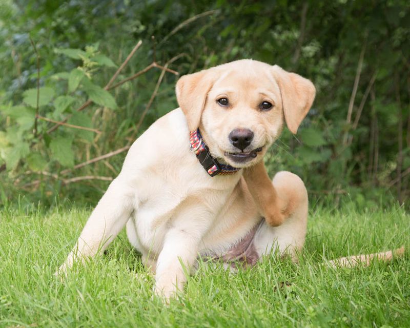 Labrador Retriever