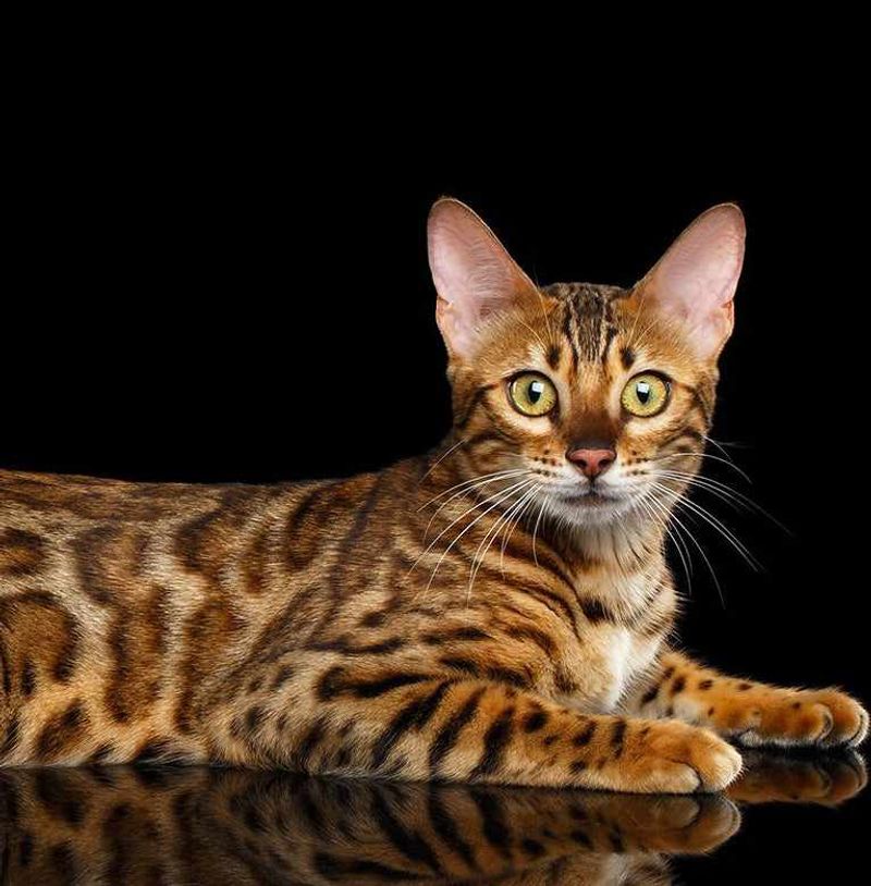 Bengal