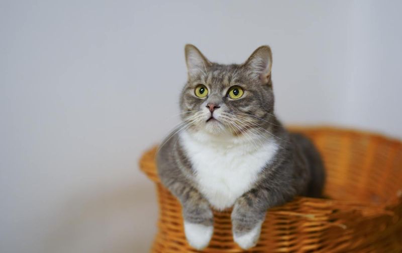 Empathetic Gaze