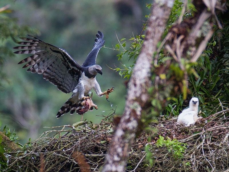 Unique Nesting Habits