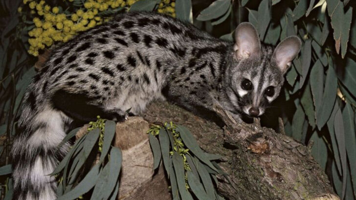 Silent Hunters of the Night: 12 Nocturnal Animals You’ve Never Heard Of