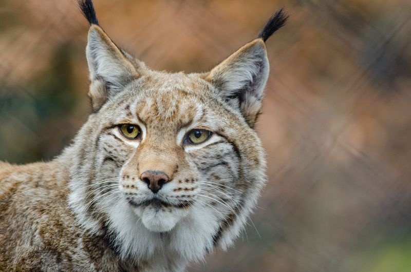 Tufted Ears