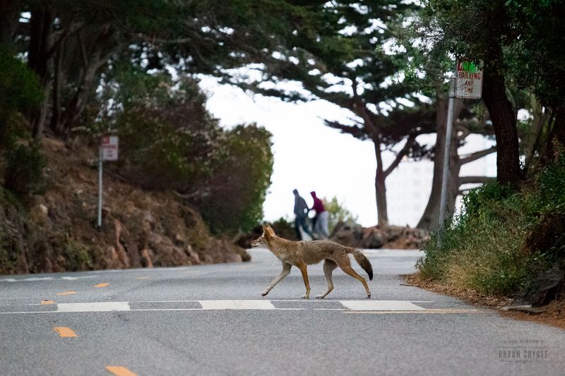 Coyotes
