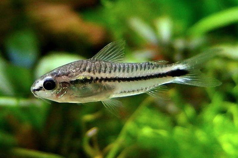 Pygmy Corydoras