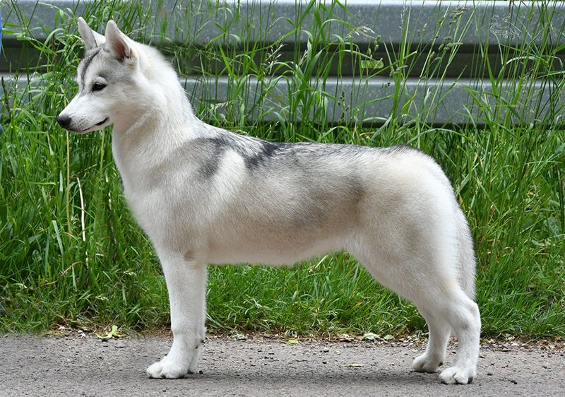 Siberian Husky
