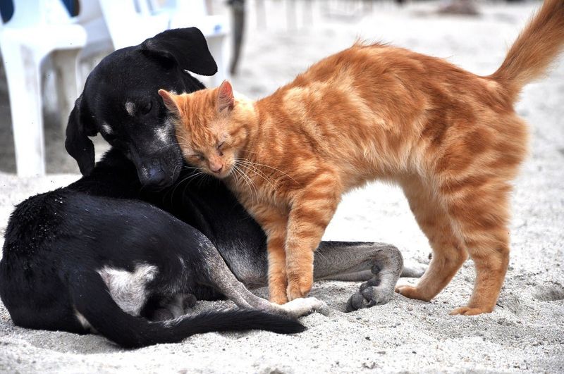 Tom & Jerry
