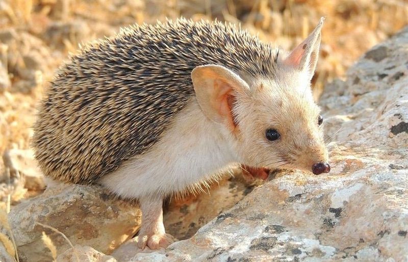 Long-eared Hedgehog