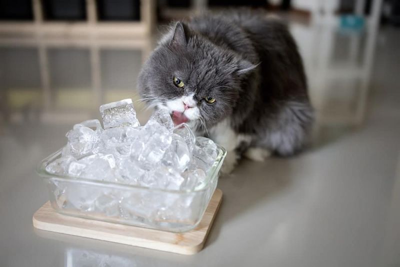 Ice Cube Chase