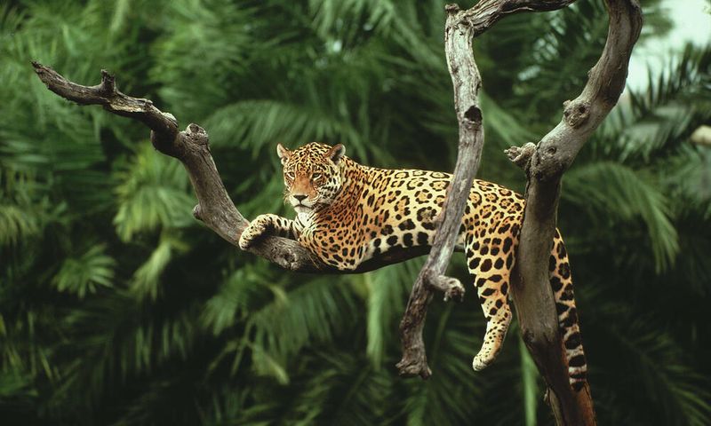 Tail Length