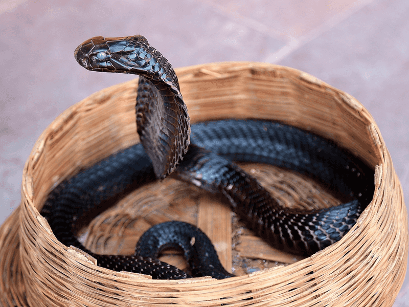 King Cobra