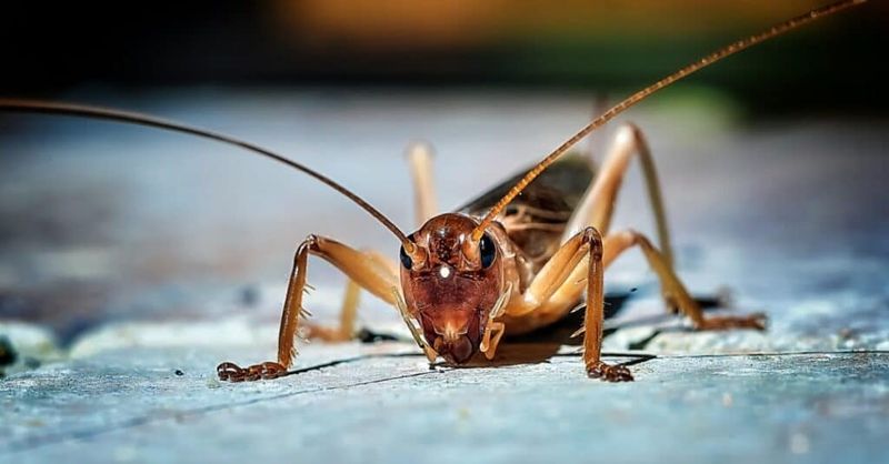 Crickets
