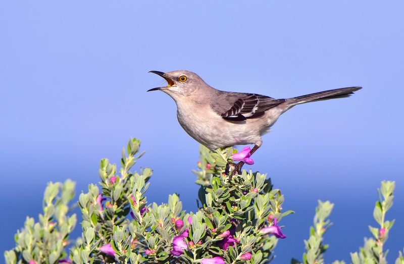 Mockingbird