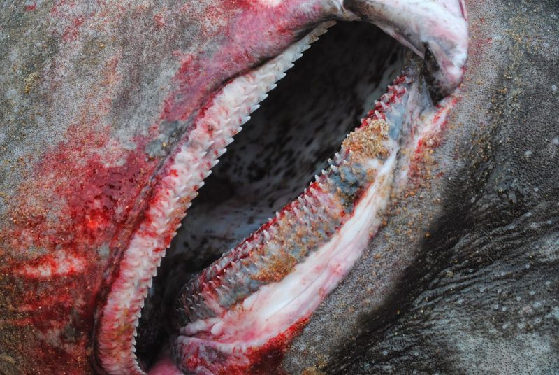 Greenland Shark