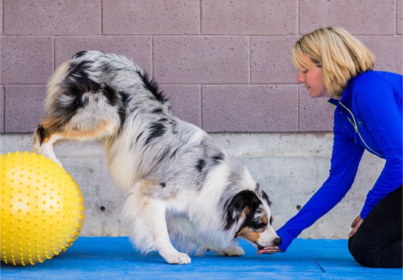 Big Dogs: Exercise Motivation