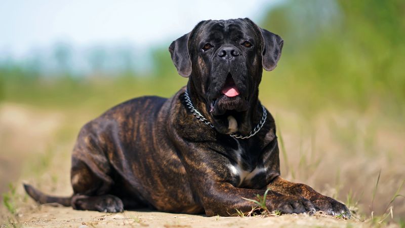 Big Dogs: Cost of Care
