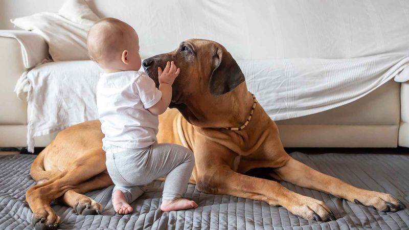 Big Dogs: Family-Friendly Playmates