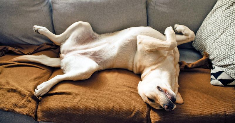 Big Dogs: Space Requirements