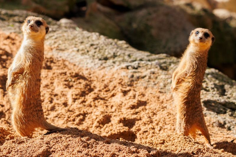 Merry Meerkat