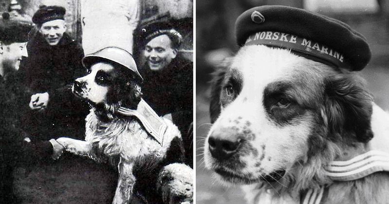 Bamse (WWII)